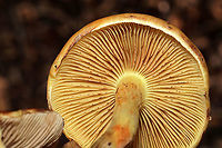 Pholiota spumosa Huge flush of mushrooms under mostly pines. In a dense mixed forest understory. Not 100 percent sure on this ID. Please feel free to correct me.<br />
https://www.jungledragon.com/image/106769/pholiota_spumosa.html<br />
https://www.jungledragon.com/image/106767/pholiota_spumosa.html<br />
https://www.jungledragon.com/image/106768/pholiota_spumosa.html Fall,Geotagged,Pholiota spumosa,United States