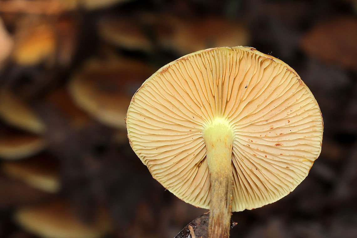 Pholiota spumosa Huge flush of mushrooms under mostly pines. In a dense mixed forest understory. Not 100 percent sure on this ID. Please feel free to correct me.<br />
<figure class="photo"><a href="https://www.jungledragon.com/image/106769/pholiota_spumosa.html" title="Pholiota spumosa"><img src="https://s3.amazonaws.com/media.jungledragon.com/images/3231/106769_thumb.jpg?AWSAccessKeyId=05GMT0V3GWVNE7GGM1R2&Expires=1763596810&Signature=rBSt4fVBNqYX%2FLbqMgw8rwMLgF0%3D" width="102" height="152" alt="Pholiota spumosa Huge flush of mushrooms under mostly pines. In a dense mixed forest understory. Not 100 percent sure on this ID. Please feel free to correct me.<br />
https://www.jungledragon.com/image/106768/pholiota_spumosa.html<br />
https://www.jungledragon.com/image/106767/pholiota_spumosa.html<br />
https://www.jungledragon.com/image/106766/pholiota_spumosa.html Fall,Geotagged,Pholiota spumosa,United States" /></a></figure><br />
<figure class="photo"><a href="https://www.jungledragon.com/image/106768/pholiota_spumosa.html" title="Pholiota spumosa"><img src="https://s3.amazonaws.com/media.jungledragon.com/images/3231/106768_thumb.jpg?AWSAccessKeyId=05GMT0V3GWVNE7GGM1R2&Expires=1763596810&Signature=ZGAVMai6pyPWbsMNlB3ilSlF20c%3D" width="200" height="134" alt="Pholiota spumosa Huge flush of mushrooms under mostly pines. In a dense mixed forest understory. Not 100 percent sure on this ID. Please feel free to correct me.<br />
https://www.jungledragon.com/image/106769/pholiota_spumosa.html<br />
https://www.jungledragon.com/image/106767/pholiota_spumosa.html<br />
https://www.jungledragon.com/image/106766/pholiota_spumosa.html Fall,Geotagged,Pholiota spumosa,United States" /></a></figure><br />
<figure class="photo"><a href="https://www.jungledragon.com/image/106766/pholiota_spumosa.html" title="Pholiota spumosa"><img src="https://s3.amazonaws.com/media.jungledragon.com/images/3231/106766_thumb.jpg?AWSAccessKeyId=05GMT0V3GWVNE7GGM1R2&Expires=1763596810&Signature=MzHMNr6xlMaEeQMjglG4CV6PewI%3D" width="200" height="134" alt="Pholiota spumosa Huge flush of mushrooms under mostly pines. In a dense mixed forest understory. Not 100 percent sure on this ID. Please feel free to correct me.<br />
https://www.jungledragon.com/image/106769/pholiota_spumosa.html<br />
https://www.jungledragon.com/image/106767/pholiota_spumosa.html<br />
https://www.jungledragon.com/image/106768/pholiota_spumosa.html Fall,Geotagged,Pholiota spumosa,United States" /></a></figure> Fall,Geotagged,Pholiota spumosa,United States