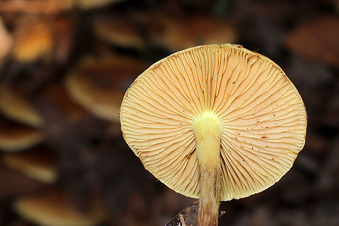 Pholiota spumosa Huge flush of mushrooms under mostly pines. In a dense mixed forest understory. Not 100 percent sure on this ID. Please feel free to correct me.
https://www.jungledragon.com/image/106769/pholiota_spumosa.html
https://www.jungledragon.com/image/106768/pholiota_spumosa.html
https://www.jungledragon.com/image/106766/pholiota_spumosa.html Fall,Geotagged,Pholiota spumosa,United States