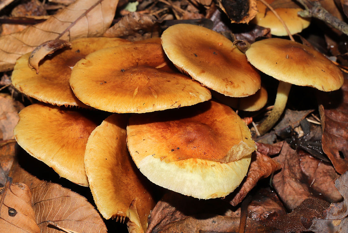 Pholiota spumosa Huge flush of mushrooms under mostly pines. In a dense mixed forest understory. Not 100 percent sure on this ID. Please feel free to correct me.<br />
<figure class="photo"><a href="https://www.jungledragon.com/image/106769/pholiota_spumosa.html" title="Pholiota spumosa"><img src="https://s3.amazonaws.com/media.jungledragon.com/images/3231/106769_thumb.jpg?AWSAccessKeyId=05GMT0V3GWVNE7GGM1R2&Expires=1767225610&Signature=VJxuX0nEhBGUCjX3xFRUdqyTKXQ%3D" width="102" height="152" alt="Pholiota spumosa Huge flush of mushrooms under mostly pines. In a dense mixed forest understory. Not 100 percent sure on this ID. Please feel free to correct me.<br />
https://www.jungledragon.com/image/106768/pholiota_spumosa.html<br />
https://www.jungledragon.com/image/106767/pholiota_spumosa.html<br />
https://www.jungledragon.com/image/106766/pholiota_spumosa.html Fall,Geotagged,Pholiota spumosa,United States" /></a></figure><br />
<figure class="photo"><a href="https://www.jungledragon.com/image/106767/pholiota_spumosa.html" title="Pholiota spumosa"><img src="https://s3.amazonaws.com/media.jungledragon.com/images/3231/106767_thumb.jpg?AWSAccessKeyId=05GMT0V3GWVNE7GGM1R2&Expires=1767225610&Signature=JjgxcwlZlRGriXf1LanilZWZ2BE%3D" width="200" height="134" alt="Pholiota spumosa Huge flush of mushrooms under mostly pines. In a dense mixed forest understory. Not 100 percent sure on this ID. Please feel free to correct me.<br />
https://www.jungledragon.com/image/106769/pholiota_spumosa.html<br />
https://www.jungledragon.com/image/106768/pholiota_spumosa.html<br />
https://www.jungledragon.com/image/106766/pholiota_spumosa.html Fall,Geotagged,Pholiota spumosa,United States" /></a></figure><br />
<figure class="photo"><a href="https://www.jungledragon.com/image/106766/pholiota_spumosa.html" title="Pholiota spumosa"><img src="https://s3.amazonaws.com/media.jungledragon.com/images/3231/106766_thumb.jpg?AWSAccessKeyId=05GMT0V3GWVNE7GGM1R2&Expires=1767225610&Signature=L2FVjuTusddR95mUIMyJhnYqdi0%3D" width="200" height="134" alt="Pholiota spumosa Huge flush of mushrooms under mostly pines. In a dense mixed forest understory. Not 100 percent sure on this ID. Please feel free to correct me.<br />
https://www.jungledragon.com/image/106769/pholiota_spumosa.html<br />
https://www.jungledragon.com/image/106767/pholiota_spumosa.html<br />
https://www.jungledragon.com/image/106768/pholiota_spumosa.html Fall,Geotagged,Pholiota spumosa,United States" /></a></figure> Fall,Geotagged,Pholiota spumosa,United States
