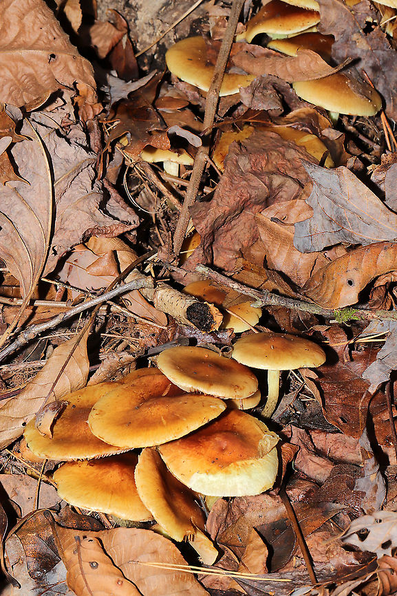 Pholiota spumosa Huge flush of mushrooms under mostly pines. In a dense mixed forest understory. Not 100 percent sure on this ID. Please feel free to correct me.<br />
<figure class="photo"><a href="https://www.jungledragon.com/image/106768/pholiota_spumosa.html" title="Pholiota spumosa"><img src="https://s3.amazonaws.com/media.jungledragon.com/images/3231/106768_thumb.jpg?AWSAccessKeyId=05GMT0V3GWVNE7GGM1R2&Expires=1759968010&Signature=hW3EGADG5nBEi3QIJEUI%2BWMf4i4%3D" width="200" height="134" alt="Pholiota spumosa Huge flush of mushrooms under mostly pines. In a dense mixed forest understory. Not 100 percent sure on this ID. Please feel free to correct me.<br />
https://www.jungledragon.com/image/106769/pholiota_spumosa.html<br />
https://www.jungledragon.com/image/106767/pholiota_spumosa.html<br />
https://www.jungledragon.com/image/106766/pholiota_spumosa.html Fall,Geotagged,Pholiota spumosa,United States" /></a></figure><br />
<figure class="photo"><a href="https://www.jungledragon.com/image/106767/pholiota_spumosa.html" title="Pholiota spumosa"><img src="https://s3.amazonaws.com/media.jungledragon.com/images/3231/106767_thumb.jpg?AWSAccessKeyId=05GMT0V3GWVNE7GGM1R2&Expires=1759968010&Signature=u5flySIBvPB%2F7wdWfUb9AsPtvXw%3D" width="200" height="134" alt="Pholiota spumosa Huge flush of mushrooms under mostly pines. In a dense mixed forest understory. Not 100 percent sure on this ID. Please feel free to correct me.<br />
https://www.jungledragon.com/image/106769/pholiota_spumosa.html<br />
https://www.jungledragon.com/image/106768/pholiota_spumosa.html<br />
https://www.jungledragon.com/image/106766/pholiota_spumosa.html Fall,Geotagged,Pholiota spumosa,United States" /></a></figure><br />
<figure class="photo"><a href="https://www.jungledragon.com/image/106766/pholiota_spumosa.html" title="Pholiota spumosa"><img src="https://s3.amazonaws.com/media.jungledragon.com/images/3231/106766_thumb.jpg?AWSAccessKeyId=05GMT0V3GWVNE7GGM1R2&Expires=1759968010&Signature=AraDlD0wnK2lXxDOQh3xj%2BPWmZ8%3D" width="200" height="134" alt="Pholiota spumosa Huge flush of mushrooms under mostly pines. In a dense mixed forest understory. Not 100 percent sure on this ID. Please feel free to correct me.<br />
https://www.jungledragon.com/image/106769/pholiota_spumosa.html<br />
https://www.jungledragon.com/image/106767/pholiota_spumosa.html<br />
https://www.jungledragon.com/image/106768/pholiota_spumosa.html Fall,Geotagged,Pholiota spumosa,United States" /></a></figure> Fall,Geotagged,Pholiota spumosa,United States
