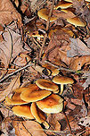 Pholiota spumosa Huge flush of mushrooms under mostly pines. In a dense mixed forest understory. Not 100 percent sure on this ID. Please feel free to correct me.<br />
https://www.jungledragon.com/image/106768/pholiota_spumosa.html<br />
https://www.jungledragon.com/image/106767/pholiota_spumosa.html<br />
https://www.jungledragon.com/image/106766/pholiota_spumosa.html Fall,Geotagged,Pholiota spumosa,United States