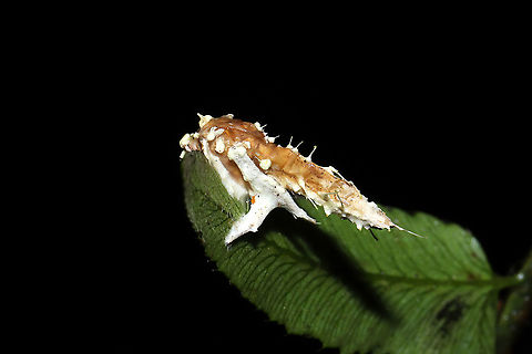 Cordyceps tuberculata A parasitized moth on a Christmas fern in a dense mixed forest understory. A bit soggy from recent rains.

Can anyone spot the photobomber? ;P

https://www.jungledragon.com/image/106773/cordyceps_tuberculata.html
https://www.jungledragon.com/image/106771/cordyceps_tuberculata.html
https://www.jungledragon.com/image/106772/cordyceps_tuberculata.html
 Cordyceps tuberculata,Dwarf Caterpillar Club,Geotagged,United States,Winter