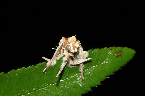 Cordyceps tuberculata A parasitized moth on a Christmas fern in a dense mixed forest understory. A bit soggy from recent rains.
https://www.jungledragon.com/image/106773/cordyceps_tuberculata.html
https://www.jungledragon.com/image/106772/cordyceps_tuberculata.html
https://www.jungledragon.com/image/106770/cordyceps_tuberculata.html Cordyceps tuberculata,Dwarf Caterpillar Club,Geotagged,United States,Winter