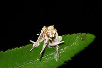 Cordyceps tuberculata A parasitized moth on a Christmas fern in a dense mixed forest understory. A bit soggy from recent rains.<br />
https://www.jungledragon.com/image/106773/cordyceps_tuberculata.html<br />
https://www.jungledragon.com/image/106772/cordyceps_tuberculata.html<br />
https://www.jungledragon.com/image/106770/cordyceps_tuberculata.html Cordyceps tuberculata,Dwarf Caterpillar Club,Geotagged,United States,Winter