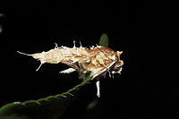 Cordyceps tuberculata A parasitized moth on a Christmas fern in a dense mixed forest understory. A bit soggy from recent rains. <br />
https://www.jungledragon.com/image/106773/cordyceps_tuberculata.html<br />
https://www.jungledragon.com/image/106771/cordyceps_tuberculata.html<br />
https://www.jungledragon.com/image/106770/cordyceps_tuberculata.html Cordyceps tuberculata,Dwarf Caterpillar Club,Geotagged,United States,Winter