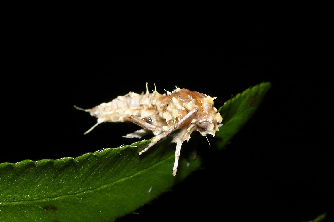 Cordyceps tuberculata A parasitized moth on a Christmas fern in a dense mixed forest understory. A bit soggy from recent rains. <br />
<figure class="photo"><a href="https://www.jungledragon.com/image/106772/cordyceps_tuberculata.html" title="Cordyceps tuberculata"><img src="https://s3.amazonaws.com/media.jungledragon.com/images/3231/106772_thumb.jpg?AWSAccessKeyId=05GMT0V3GWVNE7GGM1R2&Expires=1759968010&Signature=JliJqTtMOgGzH%2FfWDDuGXUUhKiA%3D" width="200" height="134" alt="Cordyceps tuberculata A parasitized moth on a Christmas fern in a dense mixed forest understory. A bit soggy from recent rains. <br />
https://www.jungledragon.com/image/106773/cordyceps_tuberculata.html<br />
https://www.jungledragon.com/image/106771/cordyceps_tuberculata.html<br />
https://www.jungledragon.com/image/106770/cordyceps_tuberculata.html Cordyceps tuberculata,Dwarf Caterpillar Club,Geotagged,United States,Winter" /></a></figure><br />
<figure class="photo"><a href="https://www.jungledragon.com/image/106771/cordyceps_tuberculata.html" title="Cordyceps tuberculata"><img src="https://s3.amazonaws.com/media.jungledragon.com/images/3231/106771_thumb.jpg?AWSAccessKeyId=05GMT0V3GWVNE7GGM1R2&Expires=1759968010&Signature=UNwxJ3%2BfTPhmzG%2BtDxo0wcm6wZY%3D" width="200" height="134" alt="Cordyceps tuberculata A parasitized moth on a Christmas fern in a dense mixed forest understory. A bit soggy from recent rains.<br />
https://www.jungledragon.com/image/106773/cordyceps_tuberculata.html<br />
https://www.jungledragon.com/image/106772/cordyceps_tuberculata.html<br />
https://www.jungledragon.com/image/106770/cordyceps_tuberculata.html Cordyceps tuberculata,Dwarf Caterpillar Club,Geotagged,United States,Winter" /></a></figure><br />
<figure class="photo"><a href="https://www.jungledragon.com/image/106770/cordyceps_tuberculata.html" title="Cordyceps tuberculata"><img src="https://s3.amazonaws.com/media.jungledragon.com/images/3231/106770_thumb.jpg?AWSAccessKeyId=05GMT0V3GWVNE7GGM1R2&Expires=1759968010&Signature=0EjbQDIFe70Sc4L61xH4ThPP1Lo%3D" width="200" height="134" alt="Cordyceps tuberculata A parasitized moth on a Christmas fern in a dense mixed forest understory. A bit soggy from recent rains.<br />
<br />
Can anyone spot the photobomber? ;P<br />
<br />
https://www.jungledragon.com/image/106773/cordyceps_tuberculata.html<br />
https://www.jungledragon.com/image/106771/cordyceps_tuberculata.html<br />
https://www.jungledragon.com/image/106772/cordyceps_tuberculata.html<br />
 Cordyceps tuberculata,Dwarf Caterpillar Club,Geotagged,United States,Winter" /></a></figure> Cordyceps tuberculata,Dwarf Caterpillar Club,Geotagged,United States,Winter
