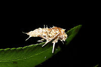 Cordyceps tuberculata A parasitized moth on a Christmas fern in a dense mixed forest understory. A bit soggy from recent rains. <br />
https://www.jungledragon.com/image/106772/cordyceps_tuberculata.html<br />
https://www.jungledragon.com/image/106771/cordyceps_tuberculata.html<br />
https://www.jungledragon.com/image/106770/cordyceps_tuberculata.html Cordyceps tuberculata,Dwarf Caterpillar Club,Geotagged,United States,Winter