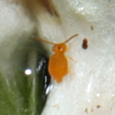 Bourletiellidae family? Photobomber on my Cordyceps tuberculata photo. In a dense mixed forest understory.
https://www.jungledragon.com/image/106770/cordyceps_tuberculata.html Geotagged,United States