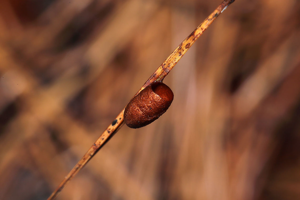 Red-headed Pine Sawfly (Neodiprion lecontei) - Empty Cocoon Empty cocoon on a loblolly pine needle. In a dense mixed forest understory.<br />
<br />
The little black spot below the cocoon is the remnant of where an egg was oviposited into the needle. Geotagged,Neodiprion lecontei,United States,Winter