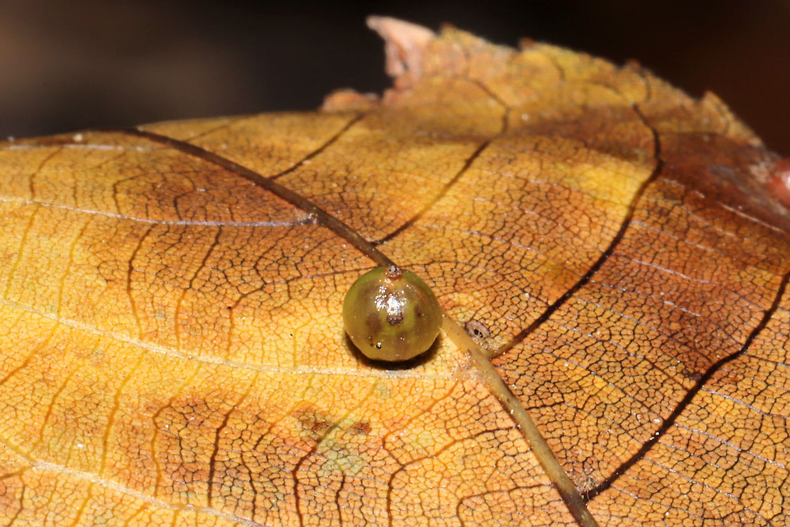 Caryomyia leviglobus Gall on a hickory leaf at a mixed forest edge. Caryomyia leviglobus,Fall,Geotagged,United States