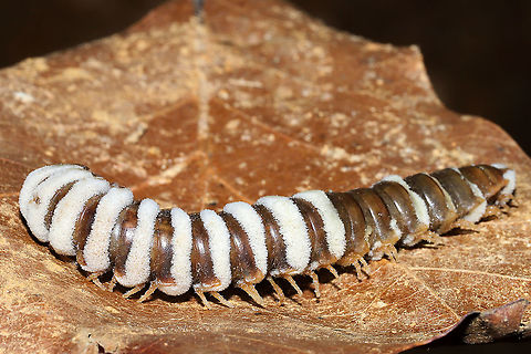 Arthrophaga myriapodina Fungus which has parasitized a millipede found on a forested trail. 

This species of pathogenic "zombie" fungus specializes on millipedes. Once the spores have found a way into the host's body, the fungus ultimately assumes control of the millipede entirely. The host behavior is hijacked in order to amplify spore dispersal; expended hosts are often found in elevated positions like tree branches or the higher positions. Zombie millipedes are often spotted following periods of heavy rain.

https://www.jungledragon.com/image/106804/arthrophaga_myriapodina.html
https://www.jungledragon.com/image/106802/arthrophaga_myriapodina.html
https://www.jungledragon.com/image/106801/arthrophaga_myriapodina.html
https://www.jungledragon.com/image/106803/arthrophaga_myriapodina.html Arthrophaga myriapodina,Geotagged,United States,Winter