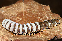 Arthrophaga myriapodina Fungus which has parasitized a millipede found on a forested trail. <br />
<br />
This species of pathogenic "zombie" fungus specializes on millipedes. Once the spores have found a way into the host's body, the fungus ultimately assumes control of the millipede entirely. The host behavior is hijacked in order to amplify spore dispersal; expended hosts are often found in elevated positions like tree branches or the higher positions. Zombie millipedes are often spotted following periods of heavy rain.<br />
<br />
https://www.jungledragon.com/image/106804/arthrophaga_myriapodina.html<br />
https://www.jungledragon.com/image/106802/arthrophaga_myriapodina.html<br />
https://www.jungledragon.com/image/106801/arthrophaga_myriapodina.html<br />
https://www.jungledragon.com/image/106803/arthrophaga_myriapodina.html Arthrophaga myriapodina,Geotagged,United States,Winter