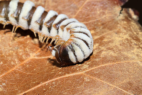 Arthrophaga myriapodina Fungus which has parasitized a millipede found on a forested trail.
 
This species of pathogenic "zombie" fungus specializes on millipedes. Once the spores have found a way into the host's body, the fungus ultimately assumes control of the millipede entirely. The host behavior is hijacked in order to amplify spore dispersal; expended hosts are often found in elevated positions like tree branches or the higher positions. Zombie millipedes are often spotted following periods of heavy rain.
https://www.jungledragon.com/image/106804/arthrophaga_myriapodina.html
https://www.jungledragon.com/image/106802/arthrophaga_myriapodina.html
https://www.jungledragon.com/image/106803/arthrophaga_myriapodina.html
https://www.jungledragon.com/image/106800/arthrophaga_myriapodina.html Arthrophaga myriapodina,Geotagged,United States,Winter