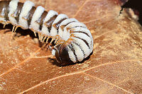 Arthrophaga myriapodina Fungus which has parasitized a millipede found on a forested trail.<br />
 <br />
This species of pathogenic "zombie" fungus specializes on millipedes. Once the spores have found a way into the host's body, the fungus ultimately assumes control of the millipede entirely. The host behavior is hijacked in order to amplify spore dispersal; expended hosts are often found in elevated positions like tree branches or the higher positions. Zombie millipedes are often spotted following periods of heavy rain.<br />
https://www.jungledragon.com/image/106804/arthrophaga_myriapodina.html<br />
https://www.jungledragon.com/image/106802/arthrophaga_myriapodina.html<br />
https://www.jungledragon.com/image/106803/arthrophaga_myriapodina.html<br />
https://www.jungledragon.com/image/106800/arthrophaga_myriapodina.html Arthrophaga myriapodina,Geotagged,United States,Winter