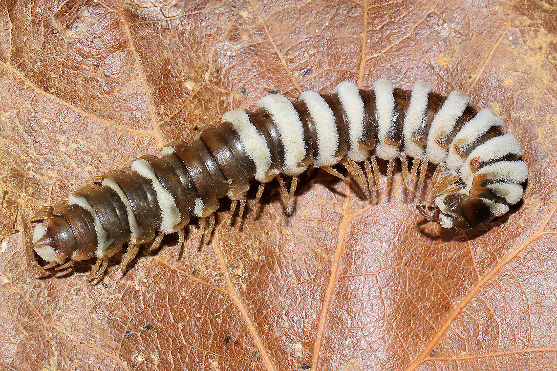 Arthrophaga myriapodina Fungus which has parasitized a millipede found on a forested trail.<br />
<br />
This species of pathogenic "zombie" fungus specializes on millipedes. Once the spores have found a way into the host's body, the fungus ultimately assumes control of the millipede entirely. The host behavior is hijacked in order to amplify spore dispersal; expended hosts are often found in elevated positions like tree branches or the higher positions. Zombie millipedes are often spotted following periods of heavy rain.<br />
<figure class="photo"><a href="https://www.jungledragon.com/image/106804/arthrophaga_myriapodina.html" title="Arthrophaga myriapodina"><img src="https://s3.amazonaws.com/media.jungledragon.com/images/3231/106804_thumb.jpg?AWSAccessKeyId=05GMT0V3GWVNE7GGM1R2&Expires=1759968010&Signature=tEj%2BZ9VTCE8l9sYasA9DUzoGupU%3D" width="200" height="134" alt="Arthrophaga myriapodina Fungus which has parasitized a millipede found on a forested trail.<br />
<br />
This species of pathogenic "zombie" fungus specializes on millipedes. Once the spores have found a way into the host's body, the fungus ultimately assumes control of the millipede entirely. The host behavior is hijacked in order to amplify spore dispersal; expended hosts are often found in elevated positions like tree branches or the higher positions. Zombie millipedes are often spotted following periods of heavy rain.<br />
https://www.jungledragon.com/image/106803/arthrophaga_myriapodina.html<br />
https://www.jungledragon.com/image/106802/arthrophaga_myriapodina.html<br />
https://www.jungledragon.com/image/106801/arthrophaga_myriapodina.html<br />
https://www.jungledragon.com/image/106800/arthrophaga_myriapodina.html Arthrophaga myriapodina,Geotagged,United States,Winter" /></a></figure><br />
<figure class="photo"><a href="https://www.jungledragon.com/image/106803/arthrophaga_myriapodina.html" title="Arthrophaga myriapodina"><img src="https://s3.amazonaws.com/media.jungledragon.com/images/3231/106803_thumb.jpg?AWSAccessKeyId=05GMT0V3GWVNE7GGM1R2&Expires=1759968010&Signature=7olkkOG3EOUkhOFclwSPDr5oLKg%3D" width="102" height="152" alt="Arthrophaga myriapodina Fungus which has parasitized a millipede found on a forested trail.<br />
<br />
This species of pathogenic "zombie" fungus specializes on millipedes. Once the spores have found a way into the host's body, the fungus ultimately assumes control of the millipede entirely. The host behavior is hijacked in order to amplify spore dispersal; expended hosts are often found in elevated positions like tree branches or the higher positions. Zombie millipedes are often spotted following periods of heavy rain.<br />
https://www.jungledragon.com/image/106804/arthrophaga_myriapodina.html<br />
https://www.jungledragon.com/image/106802/arthrophaga_myriapodina.html<br />
https://www.jungledragon.com/image/106801/arthrophaga_myriapodina.html<br />
https://www.jungledragon.com/image/106800/arthrophaga_myriapodina.html<br />
Arthrophaga myriapodina,Geotagged,United States,Winter" /></a></figure><br />
<figure class="photo"><a href="https://www.jungledragon.com/image/106801/arthrophaga_myriapodina.html" title="Arthrophaga myriapodina"><img src="https://s3.amazonaws.com/media.jungledragon.com/images/3231/106801_thumb.jpg?AWSAccessKeyId=05GMT0V3GWVNE7GGM1R2&Expires=1759968010&Signature=AGrSUtQ26odtoM37cMPa%2BcRLpaQ%3D" width="200" height="134" alt="Arthrophaga myriapodina Fungus which has parasitized a millipede found on a forested trail.<br />
<br />
This species of pathogenic "zombie" fungus specializes on millipedes. Once the spores have found a way into the host's body, the fungus ultimately assumes control of the millipede entirely. The host behavior is hijacked in order to amplify spore dispersal; expended hosts are often found in elevated positions like tree branches or the higher positions. Zombie millipedes are often spotted following periods of heavy rain.<br />
https://www.jungledragon.com/image/106804/arthrophaga_myriapodina.html<br />
https://www.jungledragon.com/image/106802/arthrophaga_myriapodina.html<br />
https://www.jungledragon.com/image/106803/arthrophaga_myriapodina.html<br />
https://www.jungledragon.com/image/106800/arthrophaga_myriapodina.html Arthrophaga myriapodina,Geotagged,United States,Winter" /></a></figure><br />
<figure class="photo"><a href="https://www.jungledragon.com/image/106800/arthrophaga_myriapodina.html" title="Arthrophaga myriapodina"><img src="https://s3.amazonaws.com/media.jungledragon.com/images/3231/106800_thumb.jpg?AWSAccessKeyId=05GMT0V3GWVNE7GGM1R2&Expires=1759968010&Signature=qxYi1KS%2BZyoIlFimxwiNYRzU7zI%3D" width="200" height="134" alt="Arthrophaga myriapodina Fungus which has parasitized a millipede found on a forested trail. <br />
<br />
This species of pathogenic "zombie" fungus specializes on millipedes. Once the spores have found a way into the host's body, the fungus ultimately assumes control of the millipede entirely. The host behavior is hijacked in order to amplify spore dispersal; expended hosts are often found in elevated positions like tree branches or the higher positions. Zombie millipedes are often spotted following periods of heavy rain.<br />
<br />
https://www.jungledragon.com/image/106804/arthrophaga_myriapodina.html<br />
https://www.jungledragon.com/image/106802/arthrophaga_myriapodina.html<br />
https://www.jungledragon.com/image/106801/arthrophaga_myriapodina.html<br />
https://www.jungledragon.com/image/106803/arthrophaga_myriapodina.html Arthrophaga myriapodina,Geotagged,United States,Winter" /></a></figure> Arthrophaga myriapodina,Geotagged,United States,Winter
