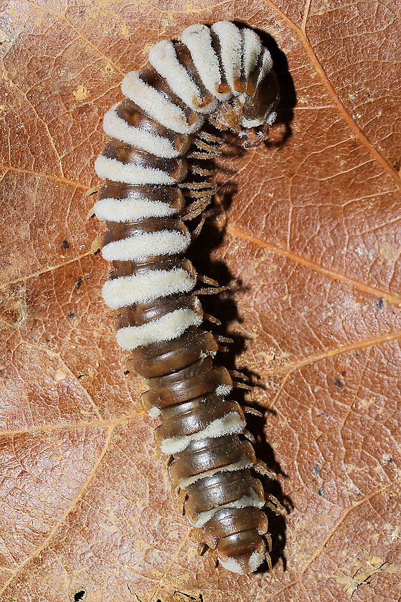 Arthrophaga myriapodina Fungus which has parasitized a millipede found on a forested trail.<br />
 <br />
This species of pathogenic &quot;zombie&quot; fungus specializes on millipedes. Once the spores have found a way into the host&#039;s body, the fungus ultimately assumes control of the millipede entirely. The host behavior is hijacked in order to amplify spore dispersal; expended hosts are often found in elevated positions like tree branches or the higher positions. Zombie millipedes are often spotted following periods of heavy rain.<br />
<figure class="photo"><a href="https://www.jungledragon.com/image/106804/arthrophaga_myriapodina.html" title="Arthrophaga myriapodina"><img src="https://s3.amazonaws.com/media.jungledragon.com/images/3231/106804_thumb.jpg?AWSAccessKeyId=05GMT0V3GWVNE7GGM1R2&Expires=1767225610&Signature=rWo8y1lFABkLuZF3iZ5KDKZy47A%3D" width="200" height="134" alt="Arthrophaga myriapodina Fungus which has parasitized a millipede found on a forested trail.<br />
 <br />
This species of pathogenic &quot;zombie&quot; fungus specializes on millipedes. Once the spores have found a way into the host&#039;s body, the fungus ultimately assumes control of the millipede entirely. The host behavior is hijacked in order to amplify spore dispersal; expended hosts are often found in elevated positions like tree branches or the higher positions. Zombie millipedes are often spotted following periods of heavy rain.<br />
https://www.jungledragon.com/image/106803/arthrophaga_myriapodina.html<br />
https://www.jungledragon.com/image/106802/arthrophaga_myriapodina.html<br />
https://www.jungledragon.com/image/106801/arthrophaga_myriapodina.html<br />
https://www.jungledragon.com/image/106800/arthrophaga_myriapodina.html Arthrophaga myriapodina,Geotagged,United States,Winter" /></a></figure><br />
<figure class="photo"><a href="https://www.jungledragon.com/image/106802/arthrophaga_myriapodina.html" title="Arthrophaga myriapodina"><img src="https://s3.amazonaws.com/media.jungledragon.com/images/3231/106802_thumb.jpg?AWSAccessKeyId=05GMT0V3GWVNE7GGM1R2&Expires=1767225610&Signature=woSneYv3pUtSSAmAUP9uoefioe4%3D" width="200" height="134" alt="Arthrophaga myriapodina Fungus which has parasitized a millipede found on a forested trail.<br />
 <br />
This species of pathogenic &quot;zombie&quot; fungus specializes on millipedes. Once the spores have found a way into the host&#039;s body, the fungus ultimately assumes control of the millipede entirely. The host behavior is hijacked in order to amplify spore dispersal; expended hosts are often found in elevated positions like tree branches or the higher positions. Zombie millipedes are often spotted following periods of heavy rain.<br />
https://www.jungledragon.com/image/106804/arthrophaga_myriapodina.html<br />
https://www.jungledragon.com/image/106803/arthrophaga_myriapodina.html<br />
https://www.jungledragon.com/image/106801/arthrophaga_myriapodina.html<br />
https://www.jungledragon.com/image/106800/arthrophaga_myriapodina.html Arthrophaga myriapodina,Geotagged,United States,Winter" /></a></figure><br />
<figure class="photo"><a href="https://www.jungledragon.com/image/106801/arthrophaga_myriapodina.html" title="Arthrophaga myriapodina"><img src="https://s3.amazonaws.com/media.jungledragon.com/images/3231/106801_thumb.jpg?AWSAccessKeyId=05GMT0V3GWVNE7GGM1R2&Expires=1767225610&Signature=1xqFfMp2mIau46NmuBuHGIhP%2BUE%3D" width="200" height="134" alt="Arthrophaga myriapodina Fungus which has parasitized a millipede found on a forested trail.<br />
 <br />
This species of pathogenic &quot;zombie&quot; fungus specializes on millipedes. Once the spores have found a way into the host&#039;s body, the fungus ultimately assumes control of the millipede entirely. The host behavior is hijacked in order to amplify spore dispersal; expended hosts are often found in elevated positions like tree branches or the higher positions. Zombie millipedes are often spotted following periods of heavy rain.<br />
https://www.jungledragon.com/image/106804/arthrophaga_myriapodina.html<br />
https://www.jungledragon.com/image/106802/arthrophaga_myriapodina.html<br />
https://www.jungledragon.com/image/106803/arthrophaga_myriapodina.html<br />
https://www.jungledragon.com/image/106800/arthrophaga_myriapodina.html Arthrophaga myriapodina,Geotagged,United States,Winter" /></a></figure><br />
<figure class="photo"><a href="https://www.jungledragon.com/image/106800/arthrophaga_myriapodina.html" title="Arthrophaga myriapodina"><img src="https://s3.amazonaws.com/media.jungledragon.com/images/3231/106800_thumb.jpg?AWSAccessKeyId=05GMT0V3GWVNE7GGM1R2&Expires=1767225610&Signature=clvx%2Bltua55Eyqzlf%2BTe8x1cvZk%3D" width="200" height="134" alt="Arthrophaga myriapodina Fungus which has parasitized a millipede found on a forested trail. <br />
<br />
This species of pathogenic &quot;zombie&quot; fungus specializes on millipedes. Once the spores have found a way into the host&#039;s body, the fungus ultimately assumes control of the millipede entirely. The host behavior is hijacked in order to amplify spore dispersal; expended hosts are often found in elevated positions like tree branches or the higher positions. Zombie millipedes are often spotted following periods of heavy rain.<br />
<br />
https://www.jungledragon.com/image/106804/arthrophaga_myriapodina.html<br />
https://www.jungledragon.com/image/106802/arthrophaga_myriapodina.html<br />
https://www.jungledragon.com/image/106801/arthrophaga_myriapodina.html<br />
https://www.jungledragon.com/image/106803/arthrophaga_myriapodina.html Arthrophaga myriapodina,Geotagged,United States,Winter" /></a></figure><br />
 Arthrophaga myriapodina,Geotagged,United States,Winter
