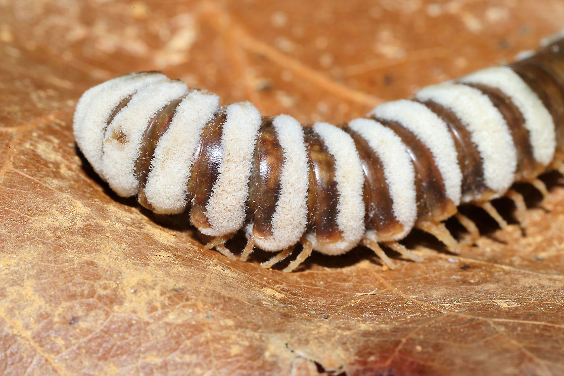 Arthrophaga myriapodina Fungus which has parasitized a millipede found on a forested trail.<br />
<br />
This species of pathogenic "zombie" fungus specializes on millipedes. Once the spores have found a way into the host's body, the fungus ultimately assumes control of the millipede entirely. The host behavior is hijacked in order to amplify spore dispersal; expended hosts are often found in elevated positions like tree branches or the higher positions. Zombie millipedes are often spotted following periods of heavy rain.<br />
<figure class="photo"><a href="https://www.jungledragon.com/image/106803/arthrophaga_myriapodina.html" title="Arthrophaga myriapodina"><img src="https://s3.amazonaws.com/media.jungledragon.com/images/3231/106803_thumb.jpg?AWSAccessKeyId=05GMT0V3GWVNE7GGM1R2&Expires=1763596810&Signature=XKwBQxFXdzrJHECJ6E7kJBpAnZ8%3D" width="102" height="152" alt="Arthrophaga myriapodina Fungus which has parasitized a millipede found on a forested trail.<br />
<br />
This species of pathogenic "zombie" fungus specializes on millipedes. Once the spores have found a way into the host's body, the fungus ultimately assumes control of the millipede entirely. The host behavior is hijacked in order to amplify spore dispersal; expended hosts are often found in elevated positions like tree branches or the higher positions. Zombie millipedes are often spotted following periods of heavy rain.<br />
https://www.jungledragon.com/image/106804/arthrophaga_myriapodina.html<br />
https://www.jungledragon.com/image/106802/arthrophaga_myriapodina.html<br />
https://www.jungledragon.com/image/106801/arthrophaga_myriapodina.html<br />
https://www.jungledragon.com/image/106800/arthrophaga_myriapodina.html<br />
Arthrophaga myriapodina,Geotagged,United States,Winter" /></a></figure><br />
<figure class="photo"><a href="https://www.jungledragon.com/image/106802/arthrophaga_myriapodina.html" title="Arthrophaga myriapodina"><img src="https://s3.amazonaws.com/media.jungledragon.com/images/3231/106802_thumb.jpg?AWSAccessKeyId=05GMT0V3GWVNE7GGM1R2&Expires=1763596810&Signature=7AUJSUyigV6Si09Jx7t7cMs4%2FVY%3D" width="200" height="134" alt="Arthrophaga myriapodina Fungus which has parasitized a millipede found on a forested trail.<br />
<br />
This species of pathogenic "zombie" fungus specializes on millipedes. Once the spores have found a way into the host's body, the fungus ultimately assumes control of the millipede entirely. The host behavior is hijacked in order to amplify spore dispersal; expended hosts are often found in elevated positions like tree branches or the higher positions. Zombie millipedes are often spotted following periods of heavy rain.<br />
https://www.jungledragon.com/image/106804/arthrophaga_myriapodina.html<br />
https://www.jungledragon.com/image/106803/arthrophaga_myriapodina.html<br />
https://www.jungledragon.com/image/106801/arthrophaga_myriapodina.html<br />
https://www.jungledragon.com/image/106800/arthrophaga_myriapodina.html Arthrophaga myriapodina,Geotagged,United States,Winter" /></a></figure><br />
<figure class="photo"><a href="https://www.jungledragon.com/image/106801/arthrophaga_myriapodina.html" title="Arthrophaga myriapodina"><img src="https://s3.amazonaws.com/media.jungledragon.com/images/3231/106801_thumb.jpg?AWSAccessKeyId=05GMT0V3GWVNE7GGM1R2&Expires=1763596810&Signature=cs499XLs7AnEafZMWrToTNh%2FhLU%3D" width="200" height="134" alt="Arthrophaga myriapodina Fungus which has parasitized a millipede found on a forested trail.<br />
<br />
This species of pathogenic "zombie" fungus specializes on millipedes. Once the spores have found a way into the host's body, the fungus ultimately assumes control of the millipede entirely. The host behavior is hijacked in order to amplify spore dispersal; expended hosts are often found in elevated positions like tree branches or the higher positions. Zombie millipedes are often spotted following periods of heavy rain.<br />
https://www.jungledragon.com/image/106804/arthrophaga_myriapodina.html<br />
https://www.jungledragon.com/image/106802/arthrophaga_myriapodina.html<br />
https://www.jungledragon.com/image/106803/arthrophaga_myriapodina.html<br />
https://www.jungledragon.com/image/106800/arthrophaga_myriapodina.html Arthrophaga myriapodina,Geotagged,United States,Winter" /></a></figure><br />
<figure class="photo"><a href="https://www.jungledragon.com/image/106800/arthrophaga_myriapodina.html" title="Arthrophaga myriapodina"><img src="https://s3.amazonaws.com/media.jungledragon.com/images/3231/106800_thumb.jpg?AWSAccessKeyId=05GMT0V3GWVNE7GGM1R2&Expires=1763596810&Signature=07DXW4Ep5c7q%2BoYO4qIdcSLSJsg%3D" width="200" height="134" alt="Arthrophaga myriapodina Fungus which has parasitized a millipede found on a forested trail. <br />
<br />
This species of pathogenic "zombie" fungus specializes on millipedes. Once the spores have found a way into the host's body, the fungus ultimately assumes control of the millipede entirely. The host behavior is hijacked in order to amplify spore dispersal; expended hosts are often found in elevated positions like tree branches or the higher positions. Zombie millipedes are often spotted following periods of heavy rain.<br />
<br />
https://www.jungledragon.com/image/106804/arthrophaga_myriapodina.html<br />
https://www.jungledragon.com/image/106802/arthrophaga_myriapodina.html<br />
https://www.jungledragon.com/image/106801/arthrophaga_myriapodina.html<br />
https://www.jungledragon.com/image/106803/arthrophaga_myriapodina.html Arthrophaga myriapodina,Geotagged,United States,Winter" /></a></figure> Arthrophaga myriapodina,Geotagged,United States,Winter