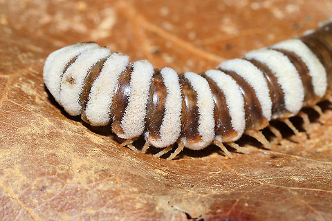 Arthrophaga myriapodina Fungus which has parasitized a millipede found on a forested trail.
 
This species of pathogenic "zombie" fungus specializes on millipedes. Once the spores have found a way into the host's body, the fungus ultimately assumes control of the millipede entirely. The host behavior is hijacked in order to amplify spore dispersal; expended hosts are often found in elevated positions like tree branches or the higher positions. Zombie millipedes are often spotted following periods of heavy rain.
https://www.jungledragon.com/image/106803/arthrophaga_myriapodina.html
https://www.jungledragon.com/image/106802/arthrophaga_myriapodina.html
https://www.jungledragon.com/image/106801/arthrophaga_myriapodina.html
https://www.jungledragon.com/image/106800/arthrophaga_myriapodina.html Arthrophaga myriapodina,Geotagged,United States,Winter