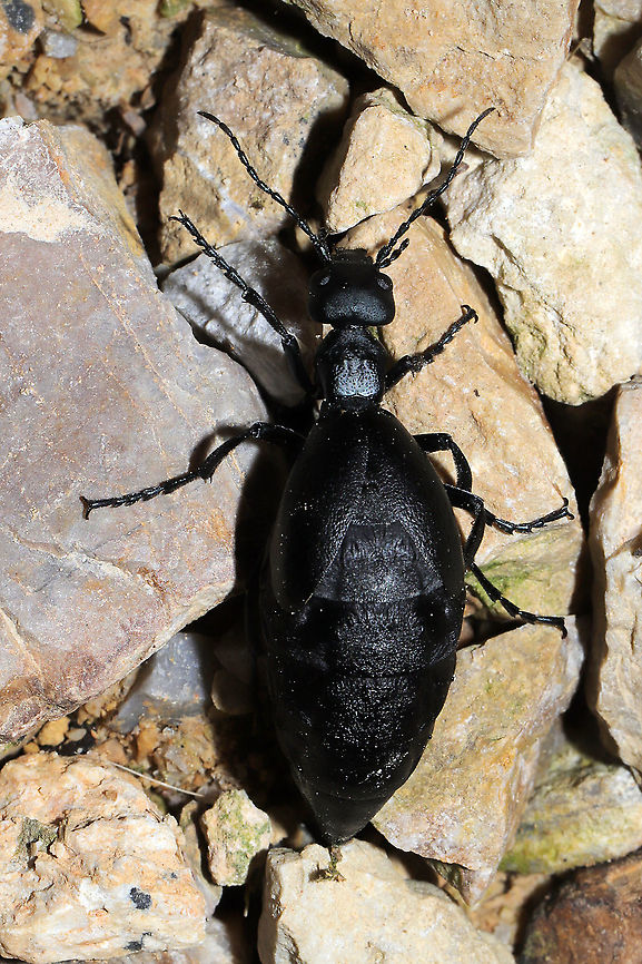 Meloe sp. - Female Walking in circles (confused?) on my chert driveway late at night at a disturbed forest edge. ~3cm+<br />
<figure class="photo"><a href="https://www.jungledragon.com/image/106820/meloe_sp._-_female.html" title="Meloe sp. - Female"><img src="https://s3.amazonaws.com/media.jungledragon.com/images/3231/106820_thumb.jpg?AWSAccessKeyId=05GMT0V3GWVNE7GGM1R2&Expires=1765411210&Signature=P9HJGFNY618pRm8fXpwS7h2IVJM%3D" width="200" height="134" alt="Meloe sp. - Female Walking in circles (confused?) on my chert driveway late at night at a disturbed forest edge. ~3cm+ <br />
https://www.jungledragon.com/image/106819/meloe_sp._-_female.html<br />
https://www.jungledragon.com/image/106818/meloe_sp._-_female.html Geotagged,United States,Winter" /></a></figure><br />
<figure class="photo"><a href="https://www.jungledragon.com/image/106819/meloe_sp._-_female.html" title="Meloe sp. - Female"><img src="https://s3.amazonaws.com/media.jungledragon.com/images/3231/106819_thumb.jpg?AWSAccessKeyId=05GMT0V3GWVNE7GGM1R2&Expires=1765411210&Signature=NEcp5HJjfskV0h2YEEV3o5dz0jc%3D" width="102" height="152" alt="Meloe sp. - Female Walking in circles (confused?) on my chert driveway late at night at a disturbed forest edge. ~3cm+<br />
https://www.jungledragon.com/image/106820/meloe_sp._-_female.html<br />
https://www.jungledragon.com/image/106818/meloe_sp._-_female.html Geotagged,United States,Winter" /></a></figure><br />
 Geotagged,United States,Winter