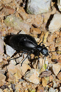 Meloe sp. - Female Walking in circles (confused?) on my chert driveway late at night at a disturbed forest edge. ~3cm+
https://www.jungledragon.com/image/106820/meloe_sp._-_female.html
https://www.jungledragon.com/image/106818/meloe_sp._-_female.html Geotagged,United States,Winter