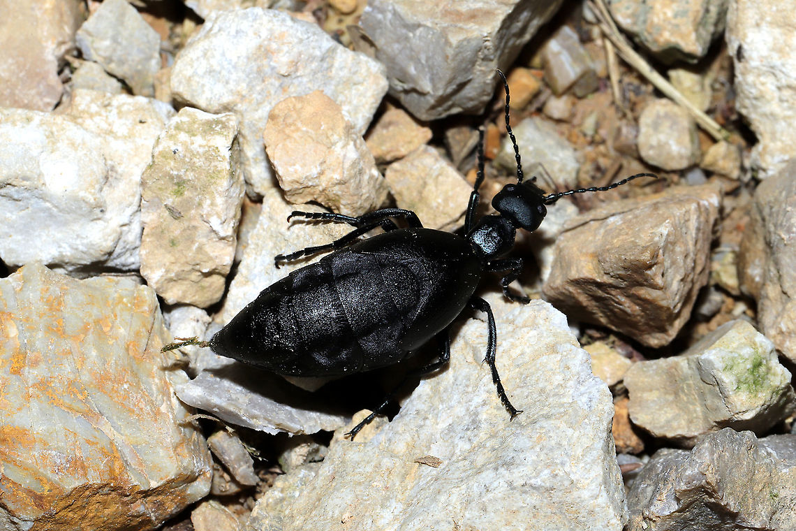 Meloe sp. - Female Walking in circles (confused?) on my chert driveway late at night at a disturbed forest edge. ~3cm+ <br />
<figure class="photo"><a href="https://www.jungledragon.com/image/106819/meloe_sp._-_female.html" title="Meloe sp. - Female"><img src="https://s3.amazonaws.com/media.jungledragon.com/images/3231/106819_thumb.jpg?AWSAccessKeyId=05GMT0V3GWVNE7GGM1R2&Expires=1765411210&Signature=NEcp5HJjfskV0h2YEEV3o5dz0jc%3D" width="102" height="152" alt="Meloe sp. - Female Walking in circles (confused?) on my chert driveway late at night at a disturbed forest edge. ~3cm+<br />
https://www.jungledragon.com/image/106820/meloe_sp._-_female.html<br />
https://www.jungledragon.com/image/106818/meloe_sp._-_female.html Geotagged,United States,Winter" /></a></figure><br />
<figure class="photo"><a href="https://www.jungledragon.com/image/106818/meloe_sp._-_female.html" title="Meloe sp. - Female"><img src="https://s3.amazonaws.com/media.jungledragon.com/images/3231/106818_thumb.jpg?AWSAccessKeyId=05GMT0V3GWVNE7GGM1R2&Expires=1765411210&Signature=xplMNs9PjPJTA6J%2BVliEdRvRwr8%3D" width="102" height="152" alt="Meloe sp. - Female Walking in circles (confused?) on my chert driveway late at night at a disturbed forest edge. ~3cm+<br />
https://www.jungledragon.com/image/106820/meloe_sp._-_female.html<br />
https://www.jungledragon.com/image/106819/meloe_sp._-_female.html<br />
 Geotagged,United States,Winter" /></a></figure> Geotagged,United States,Winter