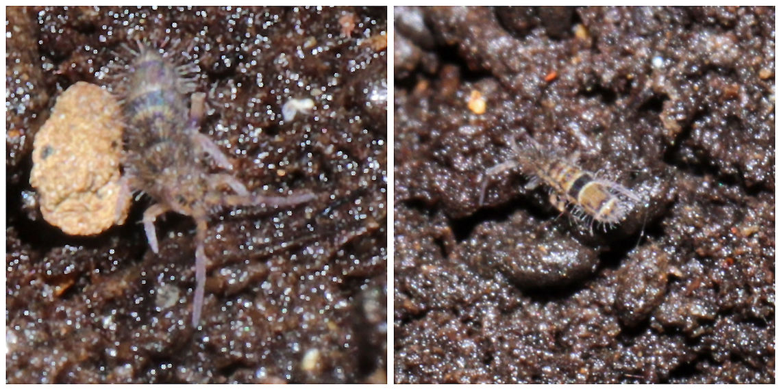 Orchesella celsa Excuse the low quality images. This springtail was tiny and not wanting to cooperate for photos. I couldn't see it well on the substrate, and it was moving!<br />
<br />
Found under a rotting log at a mixed forest edge. The middorsal line pointed me to this ID. Geotagged,Orchesella celsa,United States