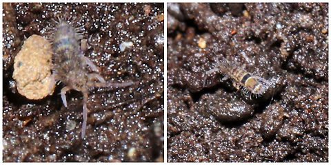 Orchesella celsa Excuse the low quality images. This springtail was tiny and not wanting to cooperate for photos. I couldn't see it well on the substrate, and it was moving!
Found under a rotting log at a mixed forest edge. The middorsal line pointed me to this ID. Geotagged,Orchesella celsa,United States