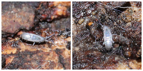 Long Bodied Springtail (Subfamily Tomocerinae) Working on an ID.  Under a rotting log at a mixed forest edge. Geotagged,United States