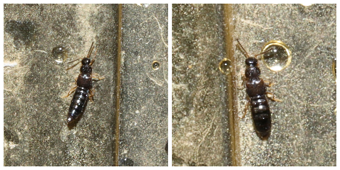 Staphylinidae A TINY Staphylinid beetle inside my shower. I barely saw it; it looked like a wet piece of thread wavering in the corner. <br />
From what I&#039;m hearing, these are pretty impossible to identify due to lack of interest and/or difficulty spotting them. Geotagged,Staphylinidae,United States