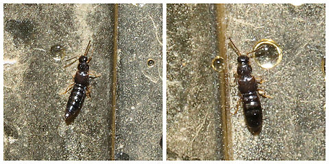 Staphylinidae A TINY Staphylinid beetle inside my shower. I barely saw it; it looked like a wet piece of thread wavering in the corner. 
From what I'm hearing, these are pretty impossible to identify due to lack of interest and/or difficulty spotting them. Geotagged,Staphylinidae,United States