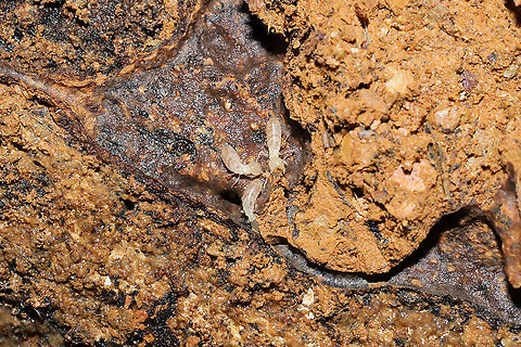 Reticulitermes sp. Termites under a rotting log at a dense mixed forest edge.
https://www.jungledragon.com/image/106858/reticulitermes_sp.html Geotagged,United States,Winter