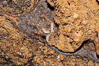 Reticulitermes sp. Termites under a rotting log at a dense mixed forest edge.<br />
https://www.jungledragon.com/image/106858/reticulitermes_sp.html Geotagged,United States,Winter