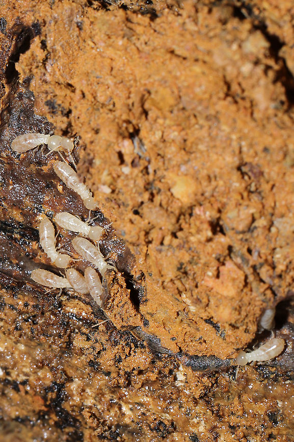 Reticulitermes sp. Termites under a rotting log at a dense mixed forest edge.<br />
<figure class="photo"><a href="https://www.jungledragon.com/image/106857/reticulitermes_sp.html" title="Reticulitermes sp."><img src="https://s3.amazonaws.com/media.jungledragon.com/images/3231/106857_thumb.jpg?AWSAccessKeyId=05GMT0V3GWVNE7GGM1R2&Expires=1765411210&Signature=6VmEugb%2FJKe%2BsnvdEbPoFKE3twQ%3D" width="200" height="134" alt="Reticulitermes sp. Termites under a rotting log at a dense mixed forest edge.<br />
https://www.jungledragon.com/image/106858/reticulitermes_sp.html Geotagged,United States,Winter" /></a></figure> Geotagged,United States,Winter