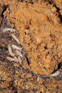 Reticulitermes sp. Termites under a rotting log at a dense mixed forest edge.
https://www.jungledragon.com/image/106857/reticulitermes_sp.html Geotagged,United States,Winter