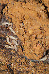 Reticulitermes sp. Termites under a rotting log at a dense mixed forest edge.<br />
https://www.jungledragon.com/image/106857/reticulitermes_sp.html Geotagged,United States,Winter