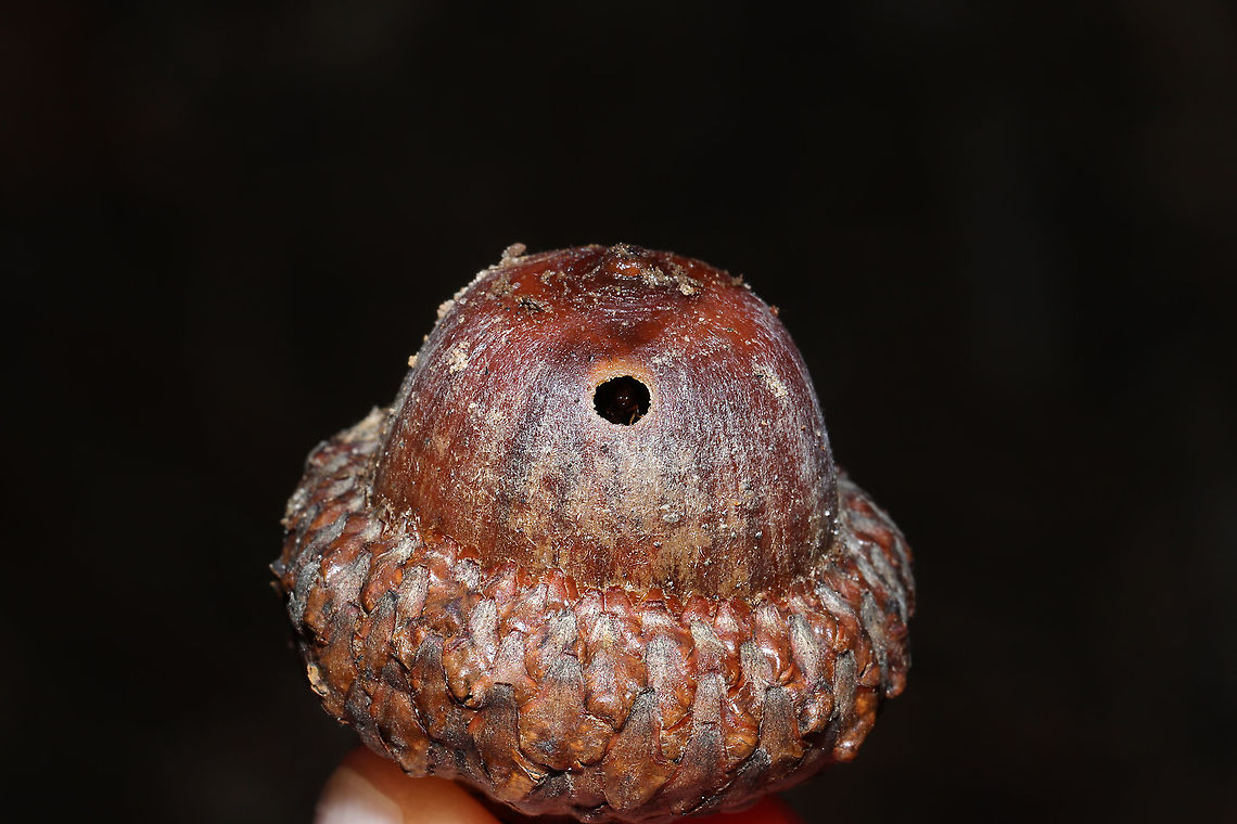 False Honey Ants (Prenolepis imparis) Ants overwintering in a Scarlet Oak acorn at a dense mixed forest edge. Can you see the cutie peering out at me here?<br />
<figure class="photo"><a href="https://www.jungledragon.com/image/106860/false_honey_ants_prenolepis_imparis.html" title="False Honey Ants (Prenolepis imparis)"><img src="https://s3.amazonaws.com/media.jungledragon.com/images/3231/106860_thumb.jpg?AWSAccessKeyId=05GMT0V3GWVNE7GGM1R2&Expires=1759968010&Signature=DxVia%2FAT0g0yh84N%2BKEHNlHUyaE%3D" width="200" height="134" alt="False Honey Ants (Prenolepis imparis) Ants overwintering in a Scarlet Oak acorn at a dense mixed forest edge. <br />
https://www.jungledragon.com/image/106859/false_honey_ants_prenolepis_sp.html False Honey Ant,Geotagged,Prenolepis imparis,United States,Winter" /></a></figure><br />
 False Honey Ant,Geotagged,Prenolepis imparis,United States,Winter