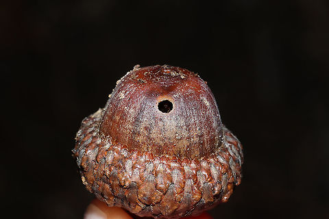 False Honey Ants (Prenolepis imparis) Ants overwintering in a Scarlet Oak acorn at a dense mixed forest edge. Can you see the cutie peering out at me here?
https://www.jungledragon.com/image/106860/false_honey_ants_prenolepis_sp.html
 False Honey Ant,Geotagged,Prenolepis imparis,United States,Winter