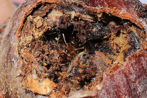 False Honey Ants (Prenolepis imparis) Ants overwintering in a Scarlet Oak acorn at a dense mixed forest edge. 
https://www.jungledragon.com/image/106859/false_honey_ants_prenolepis_sp.html False Honey Ant,Geotagged,Prenolepis imparis,United States,Winter