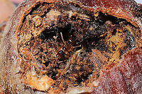 False Honey Ants (Prenolepis imparis) Ants overwintering in a Scarlet Oak acorn at a dense mixed forest edge. <br />
https://www.jungledragon.com/image/106859/false_honey_ants_prenolepis_sp.html False Honey Ant,Geotagged,Prenolepis imparis,United States,Winter