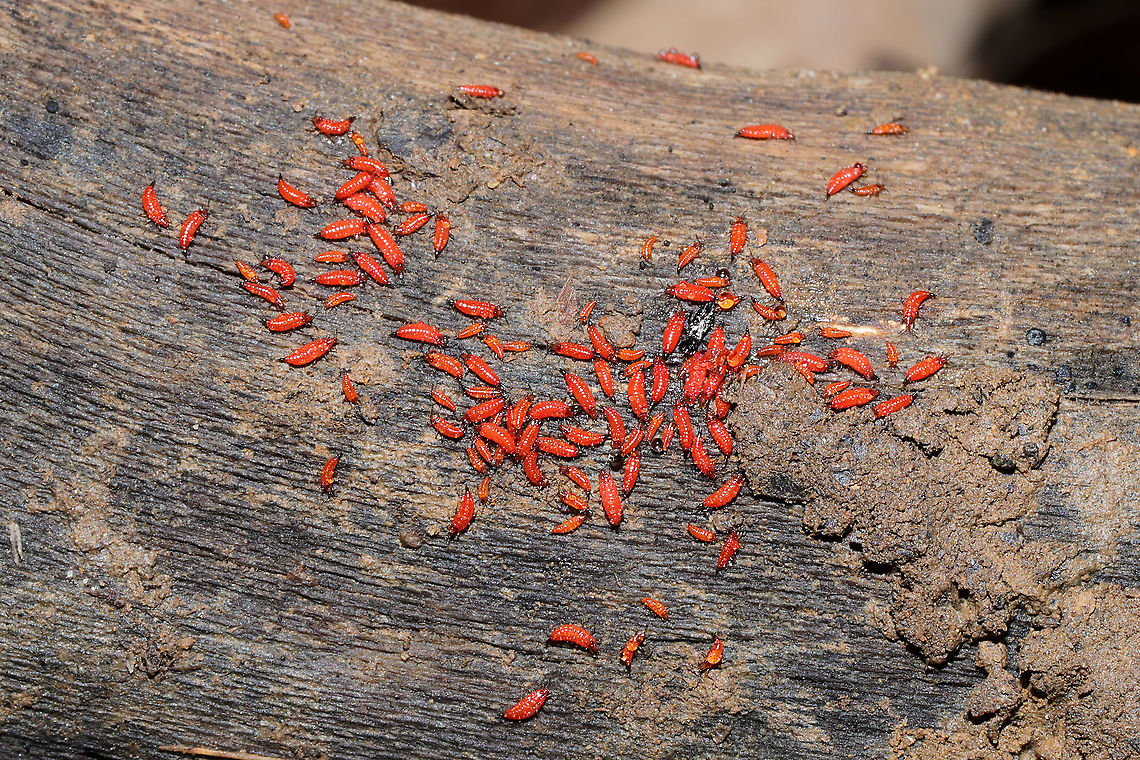 Tube-tailed Thrips (Family Phlaeothripidae) On the underside of a log on a forested trail.<br />
 Geotagged,United States,Winter