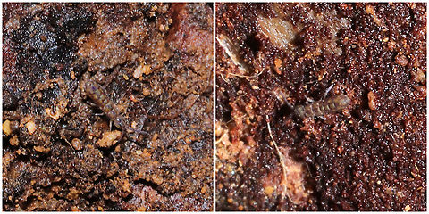 Isotoma delta *Found another shot so compiled them into one.
Frans Janssens seems to think this is the likely ID.
Under leaf litter/debris at a dense mixed forest edge. I would have tried for better shots, but I did not even see this photobomber until after I started looking at photos on my computer. Ferdy, I blame you for me seeing springtails everywhere now :P  Geotagged,Isotoma delta,United States