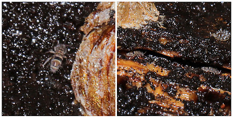 Orchesella celsa This species is really enjoying photobombing me lately. On a fallen blackjack oak tree (which was infected by Xanthoporia andersonii).
 Geotagged,Orchesella celsa,United States