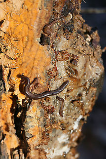 Ptyoiulus impressus Under a log (on a crust fungus) in a dense mixed hardwood/coniferous forest in Northwest Georgia (Gordon County), US.
Old photo of some millipedes that just recently became IDed :) Geotagged,Ptyoiulus impressus,United States,Winter