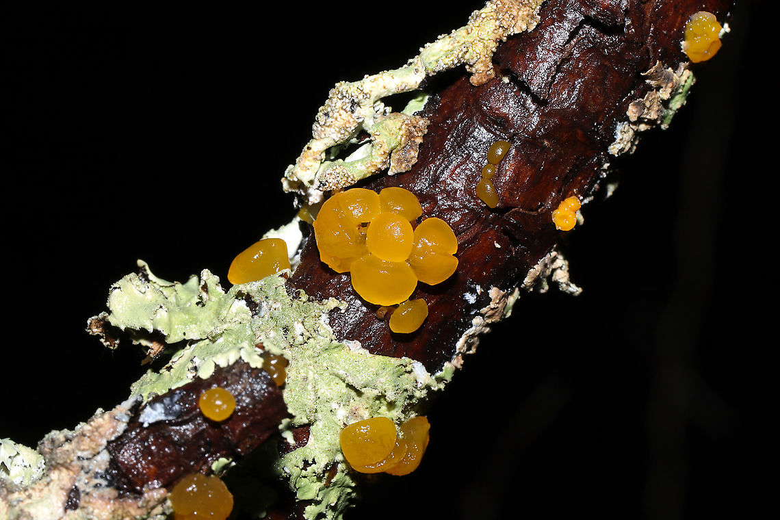 Dacrymyces capitatus On a soggy branch in a forested flood plain. Dacrymyces capitatus,Geotagged,United States,Winter