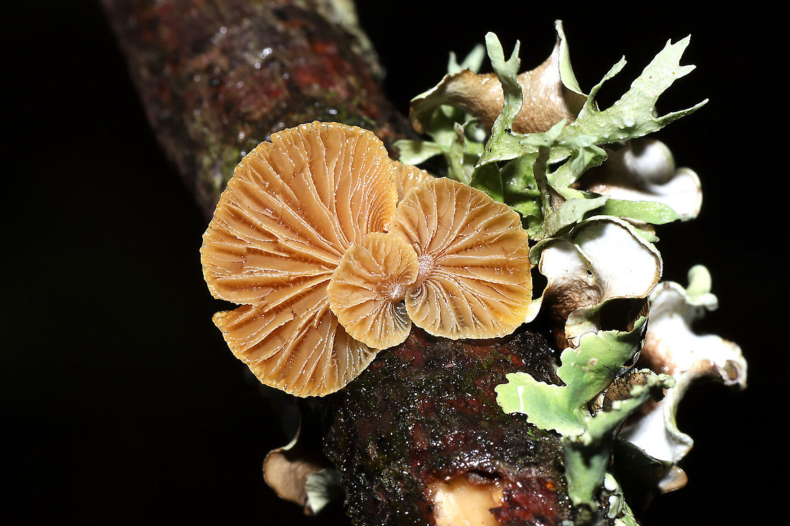 Luminescent Panellus (Panellus stipticus) On a fallen branch in a dense mixed forest understory.<br />
 Bitter oyster,Geotagged,Panellus stipticus,United States,Winter