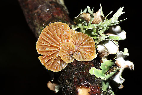 Luminescent Panellus (Panellus stipticus) On a fallen branch in a dense mixed forest understory.
 Bitter oyster,Geotagged,Panellus stipticus,United States,Winter