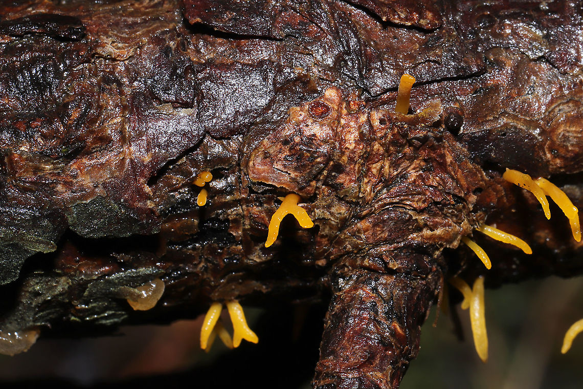 Calocera furcata On a fallen pine branch at a dense mixed forest edge.<br />
<figure class="photo"><a href="https://www.jungledragon.com/image/107085/calocera_furcata.html" title="Calocera furcata"><img src="https://s3.amazonaws.com/media.jungledragon.com/images/3231/107085_thumb.jpg?AWSAccessKeyId=05GMT0V3GWVNE7GGM1R2&Expires=1770854410&Signature=P%2BiDUnhZ1K81jLuqJrNG1FnnYnM%3D" width="200" height="134" alt="Calocera furcata On a fallen pine branch at a dense mixed forest edge.<br />
https://www.jungledragon.com/image/107084/calocera_furcata.html Calocera furcata,Forked Staghorn Fungus,Geotagged,United States,Winter" /></a></figure><br />
 Calocera furcata,Forked Staghorn Fungus,Geotagged,United States,Winter