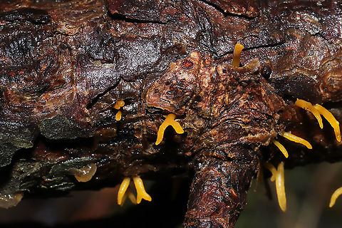 Calocera furcata On a fallen pine branch at a dense mixed forest edge.
https://www.jungledragon.com/image/107085/calocera_furcata.html
 Calocera furcata,Forked Staghorn Fungus,Geotagged,United States,Winter