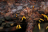 Calocera furcata On a fallen pine branch at a dense mixed forest edge.<br />
https://www.jungledragon.com/image/107085/calocera_furcata.html<br />
 Calocera furcata,Forked Staghorn Fungus,Geotagged,United States,Winter